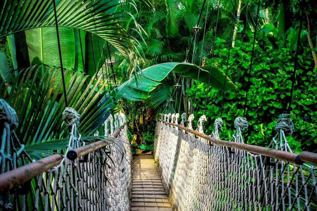 suspension bridge, rainforest, amazon-959853.jpg